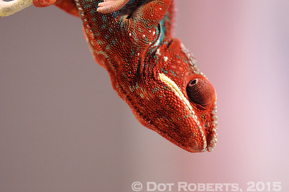 Chameleon