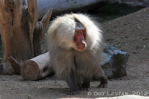 Baboon
