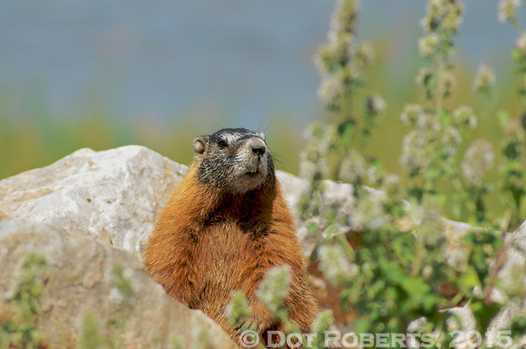 Marmot