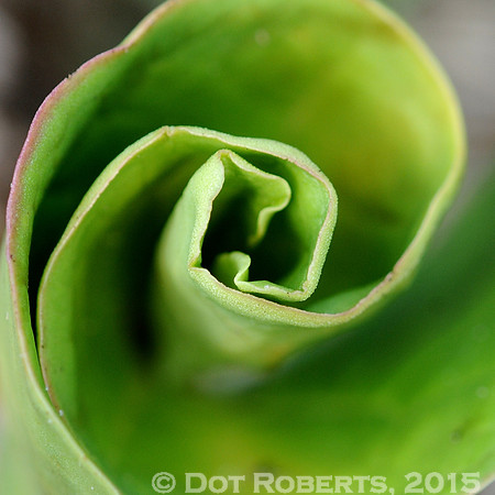 Tree sprout
