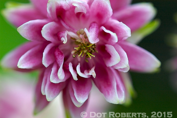 Pink Flower