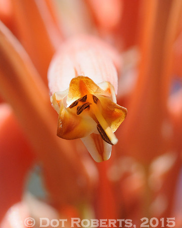 Aloe Vera Flower