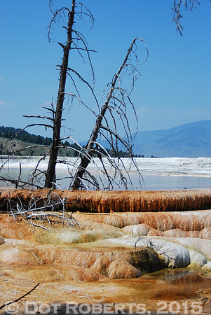 Mammoth Hot Springs