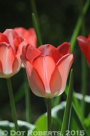 Tulips