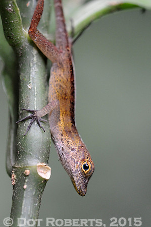 Anole - Puerto Rico