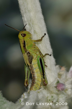 Green Grasshopper