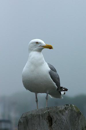 Seagull