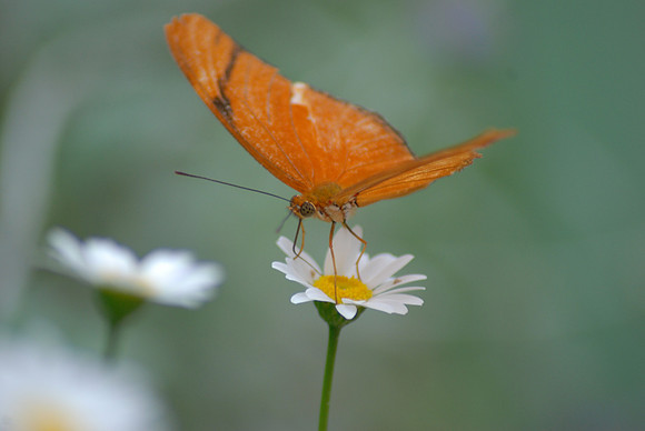Julia Butterfly