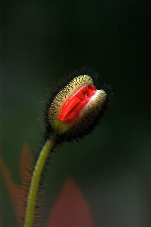 Poppy Flower Bud