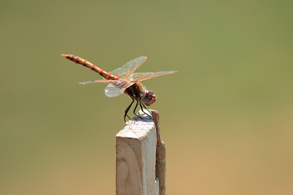 Dragonfly