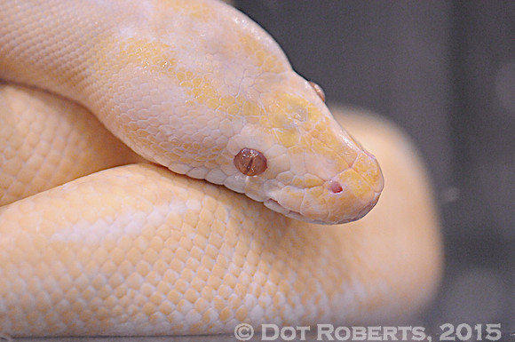 Albino Snake
