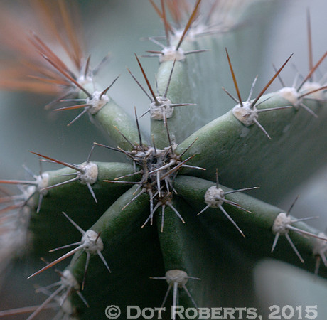 Cactus