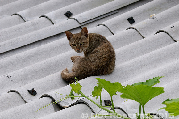 Cat on a hot tin roof - Vietnam