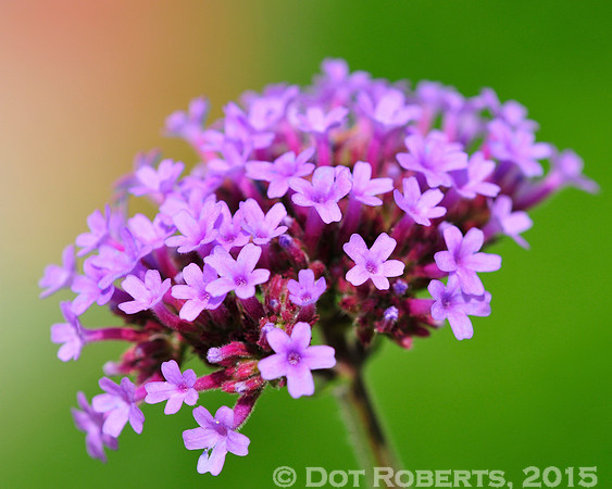 Pink flowers