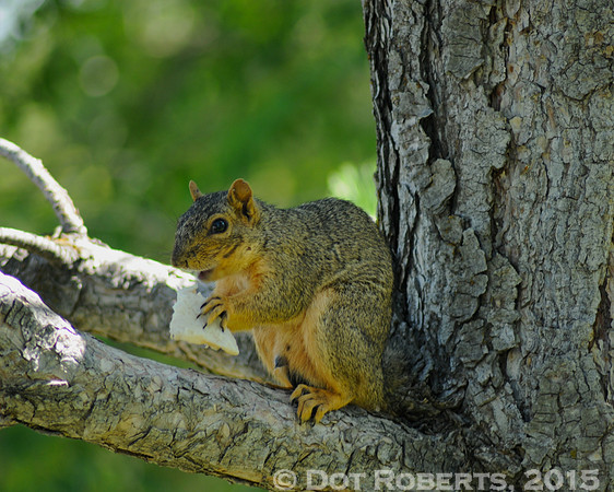 Squirrel