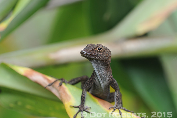 Anole - Puerto Rico