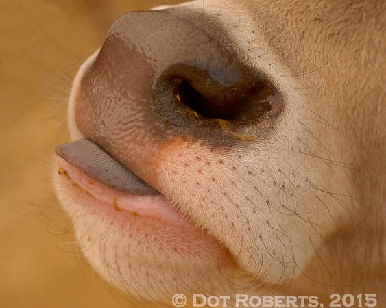 Tongue