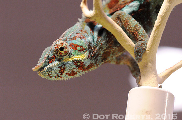Chameleon