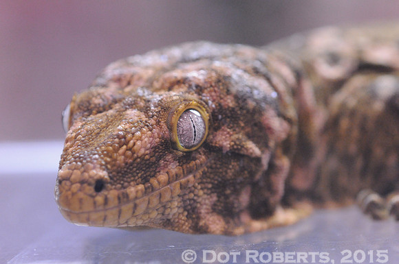 Geko