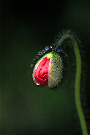 Poppy Flower Bud