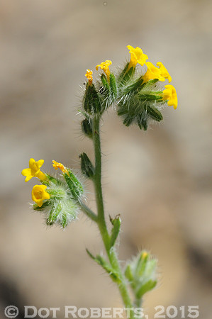 Tiny Yellow Flower