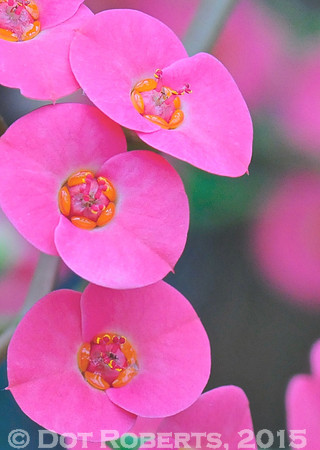 Crown-of-thorns