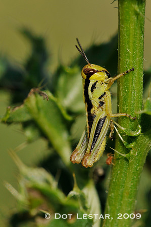 Green Grasshopper