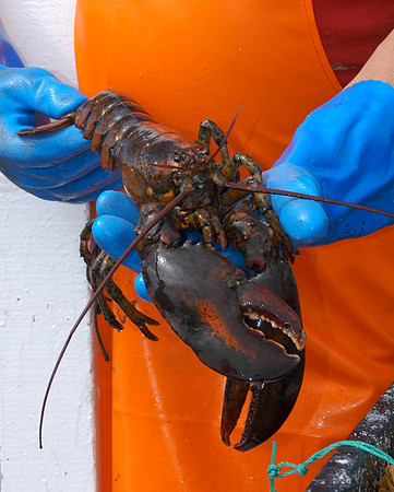 Lobster Catch