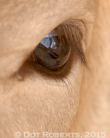Pretty Eyes
