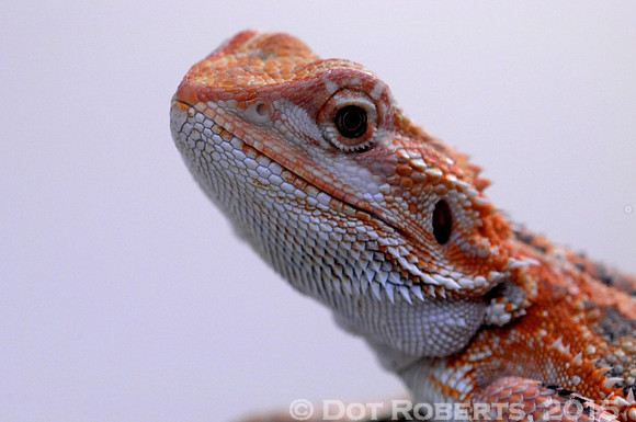 Bearded Dragon