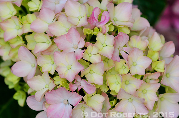 Pink and Yellow