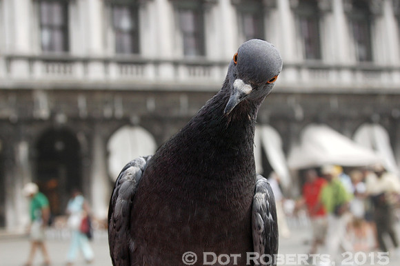 Pigeon in Venice