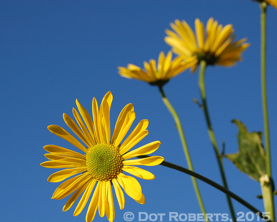Yellow Daisies