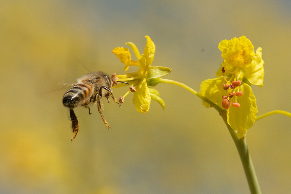 Closeup of a bee on yellow flower