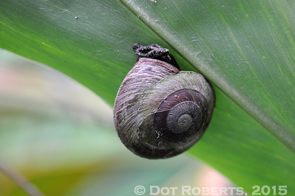 Snail - Puerto Rico