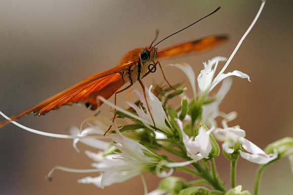 Julia Butterfly