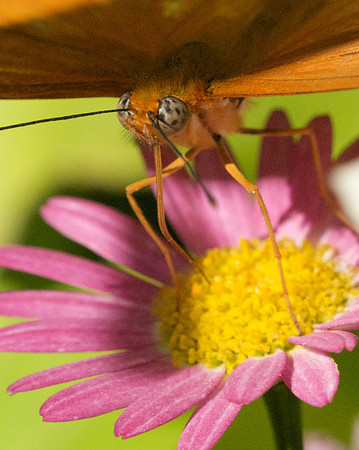 Closeup of a Julia Butterfly