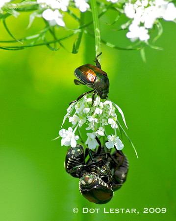Japanese Beetle
