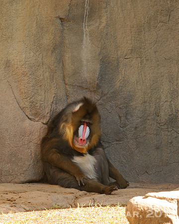 Baboon