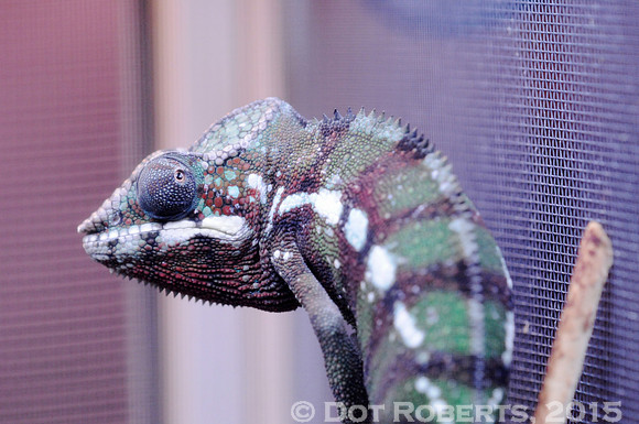 Chameleon