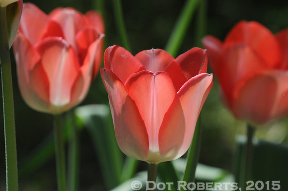 Tulips