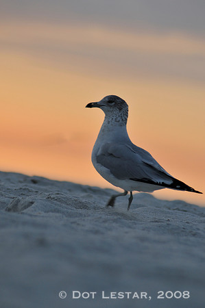 Seagull