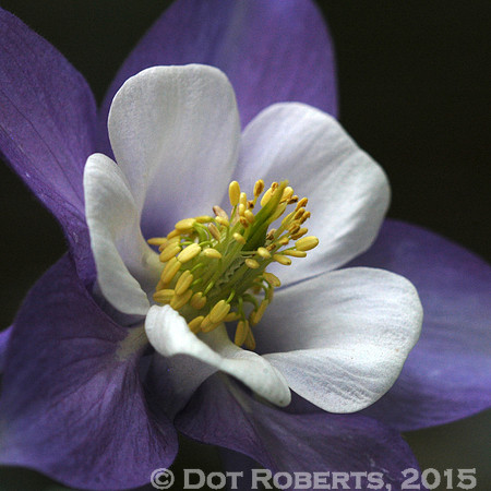 Columbine