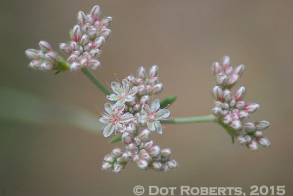 Spring Blossoms
