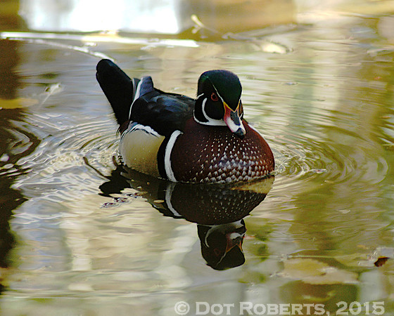 Wood Duck