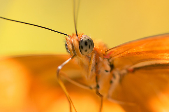 Close-up of a Julia Butterfly