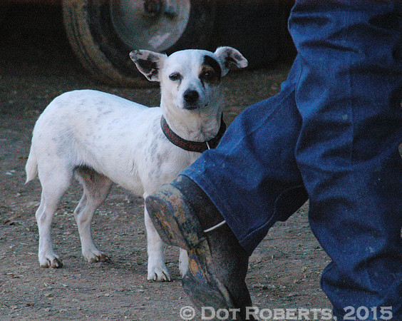Ranch Dog