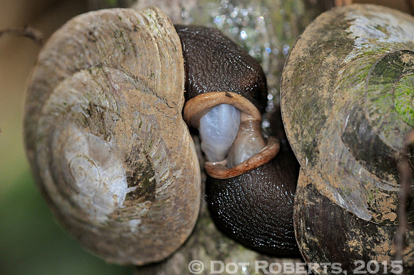 Snail Sex