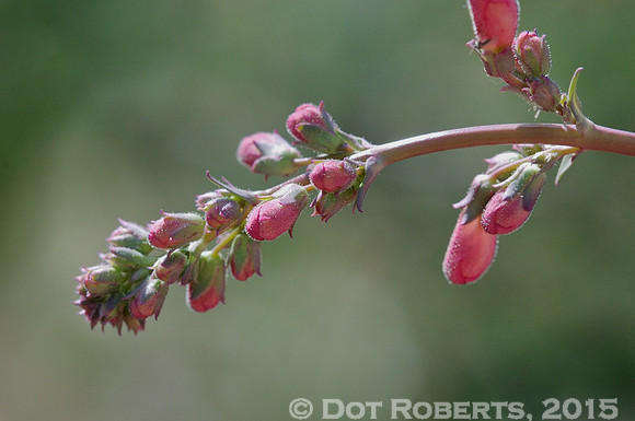 Budding Tree Branch