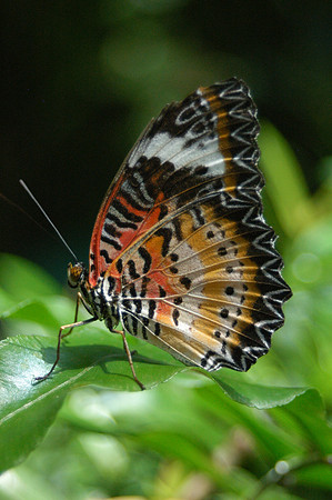 Cethosia hysea